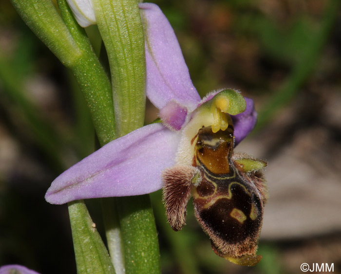 Ophrys minutula