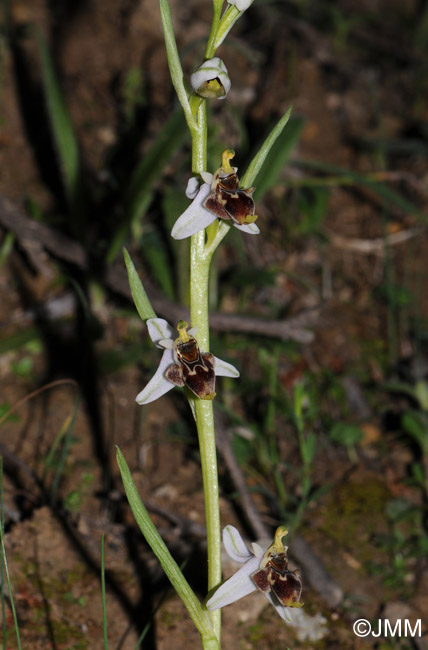 Ophrys minutula