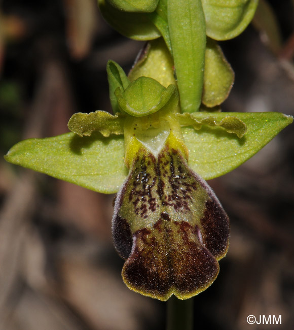 Ophrys phaseliana