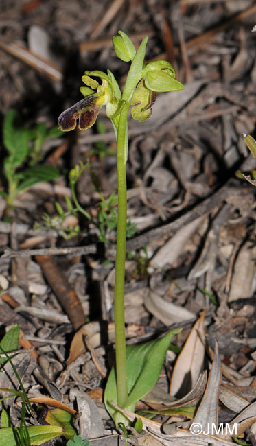 Ophrys phaseliana