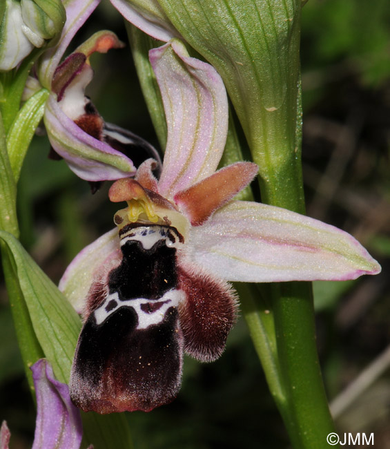 Ophrys reinholdii