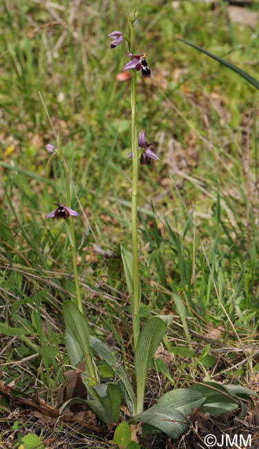 Ophrys reinholdii