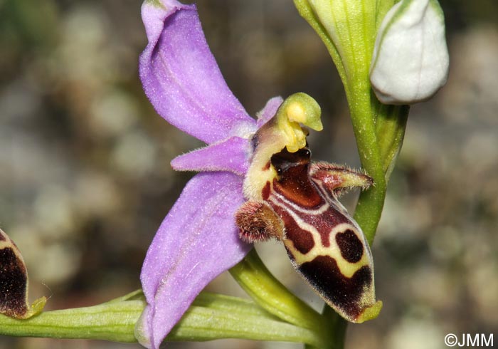 Ophrys sappho