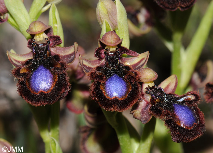 Ophrys eos