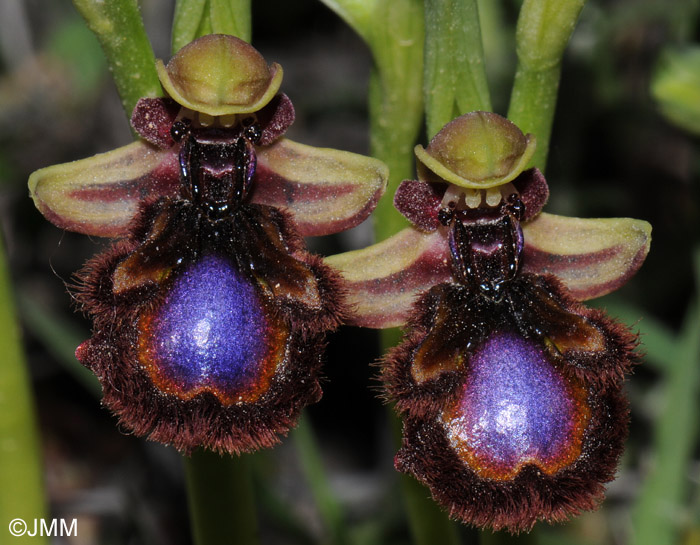 Ophrys eos