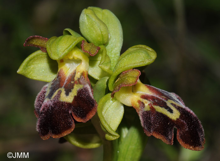 Ophrys theophrasti