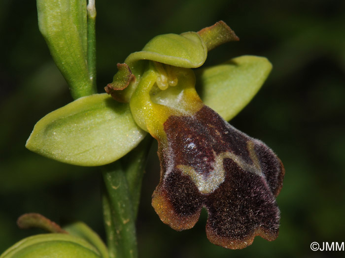 Ophrys theophrasti