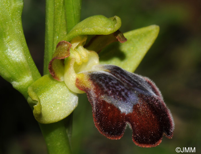 Ophrys theophrasti