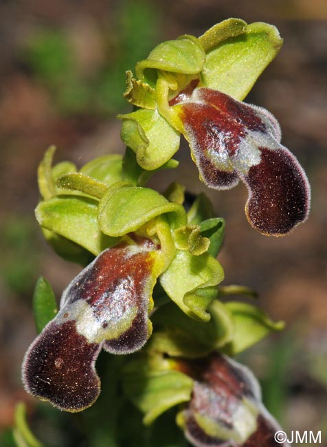 Ophrys theophrasti