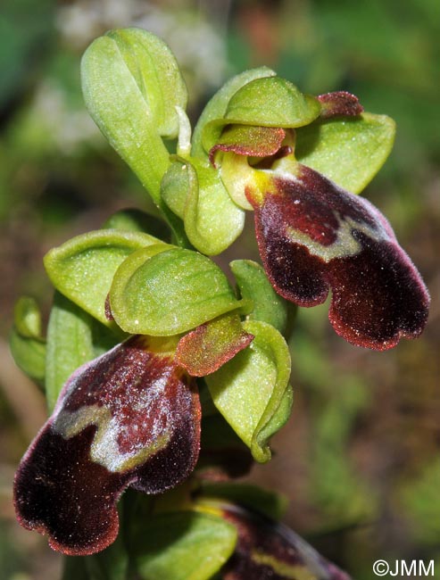 Ophrys theophrasti