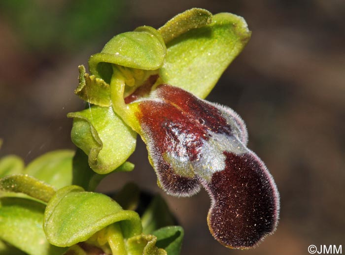 Ophrys theophrasti