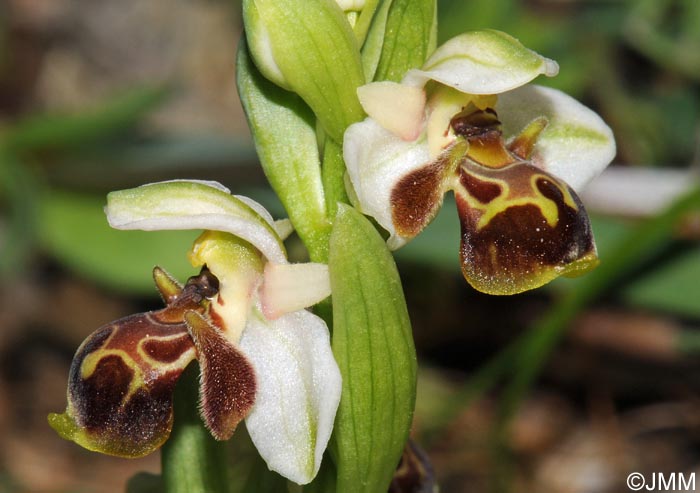 Ophrys umbilicata