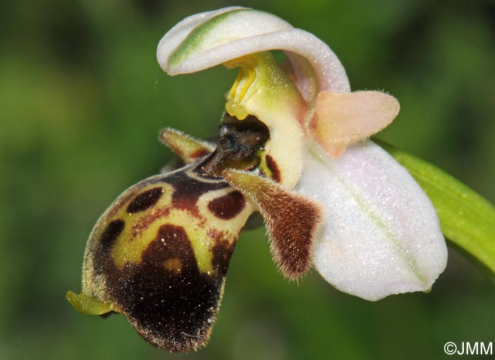 Ophrys umbilicata