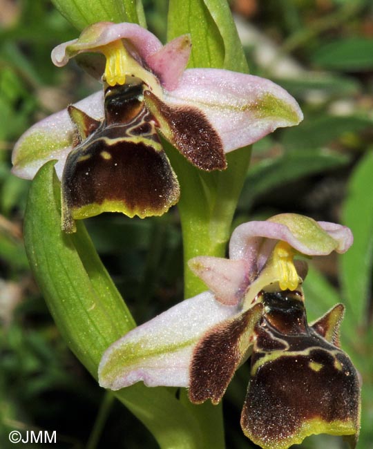 Ophrys umbilicata