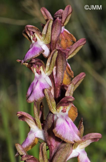 Orchis collina