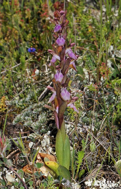 Orchis collina