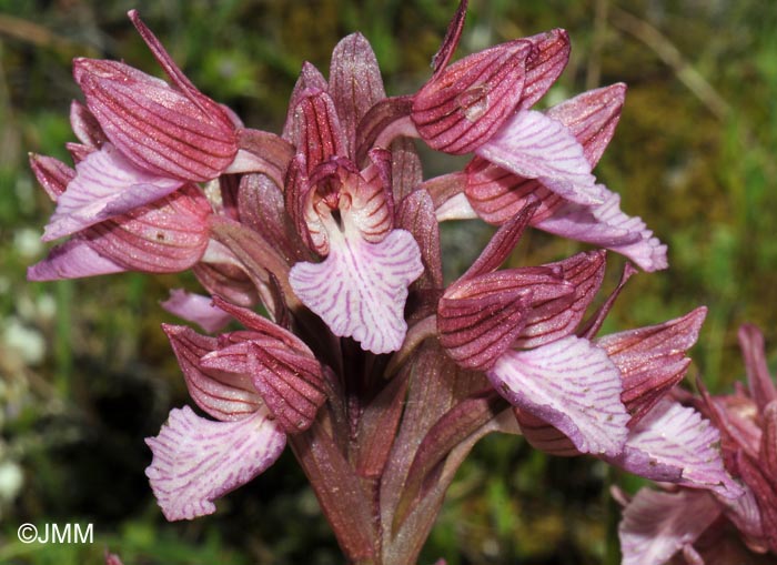 Orchis papilionacea var. heroica