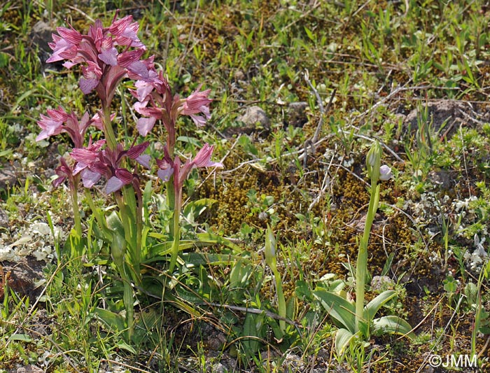 Orchis papilionacea var. heroica