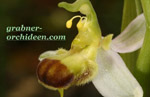 www.grabner-orchideen.com