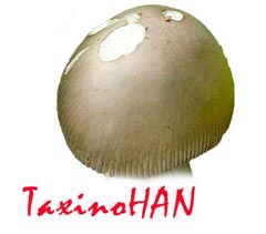 TaxinoHan