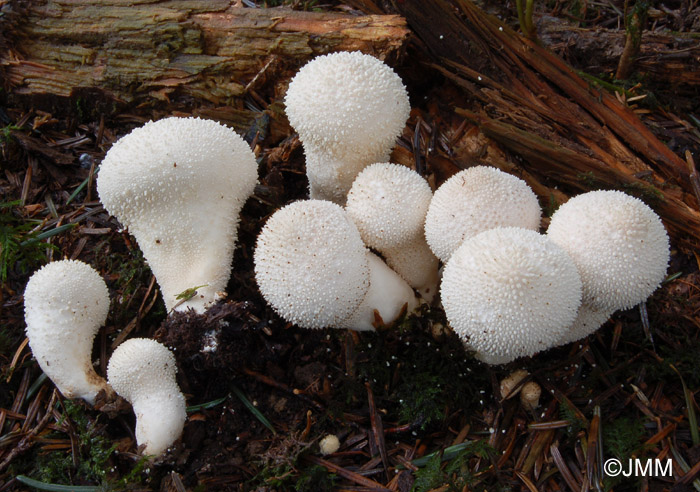 Lycoperdon perlatum