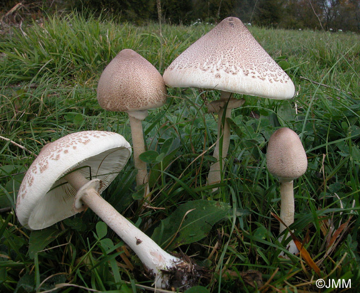 Macrolepiota mastoidea