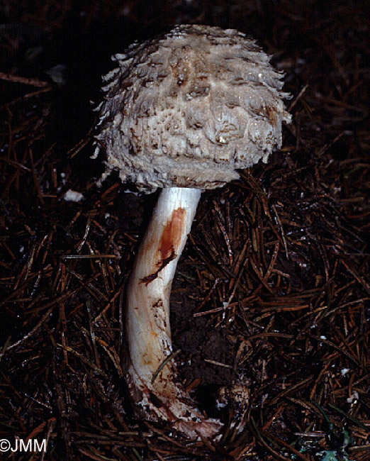 Chlorophyllum rhacodes = Macrolepiota rhacodes