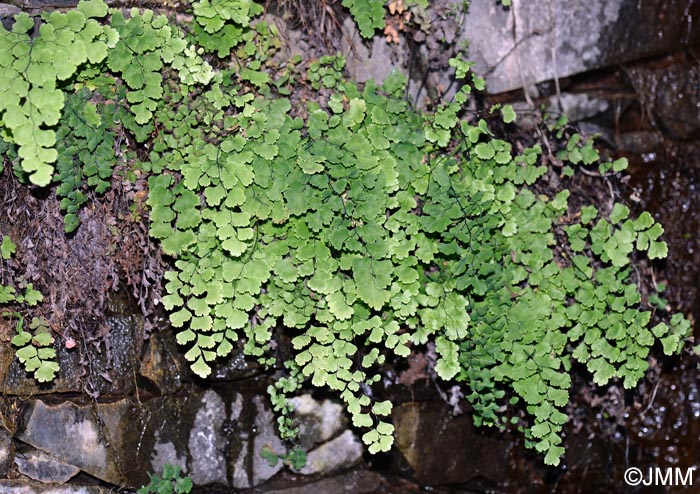 Adiantum capillus-veneris