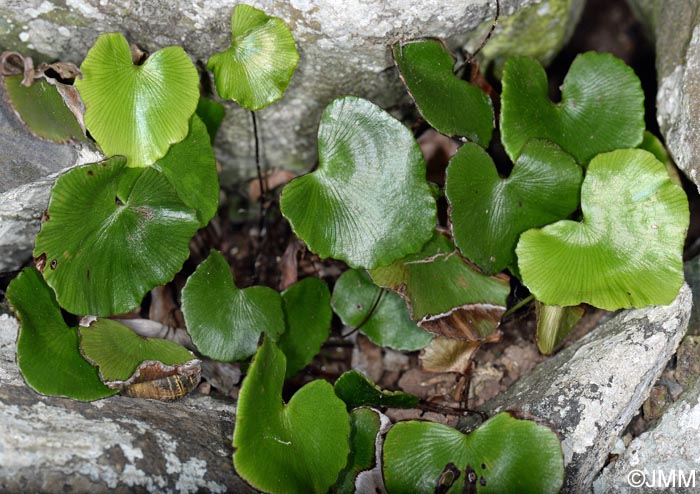 Adiantum reniforme