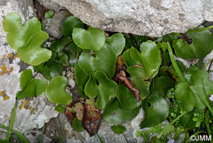 Adiantum reniforme