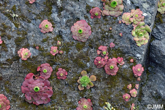 Aeonium glandulosum