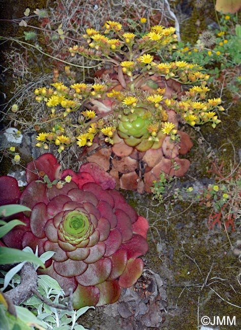 Aeonium glandulosum