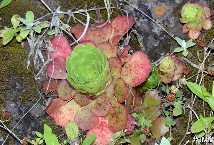 Aeonium glandulosum