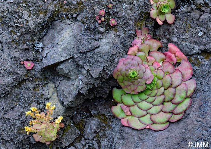 Aeonium glandulosum