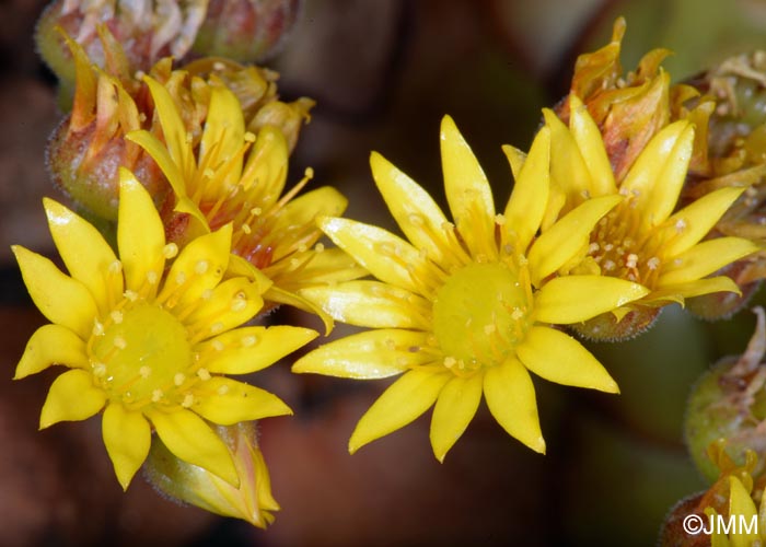 Aeonium glandulosum