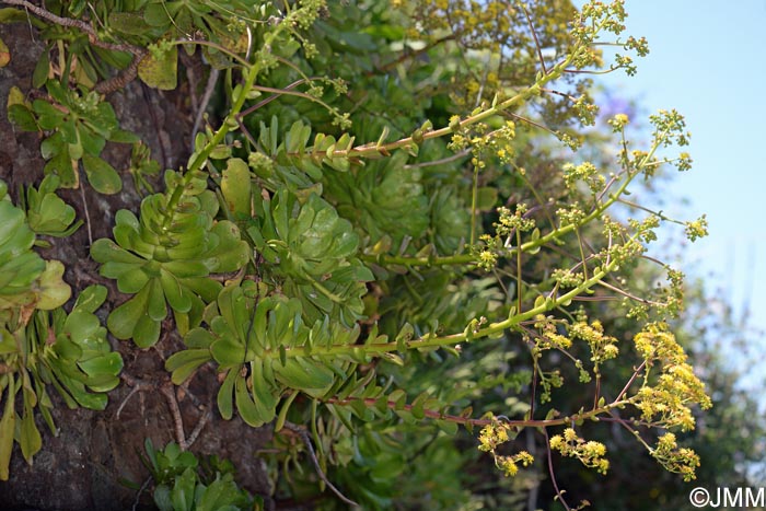 Aeonium glutinosum