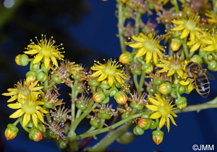 Aeonium glutinosum