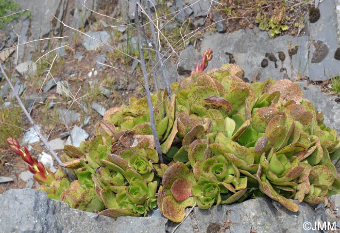 Aeonium glutinosum