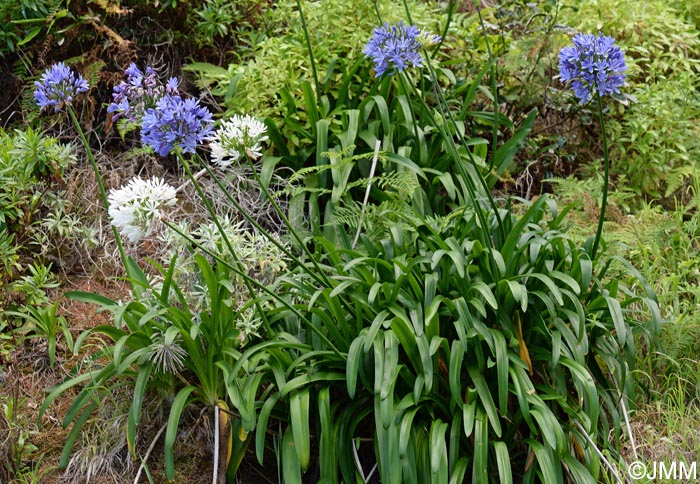 Agapanthus praecox subsp. orientalis