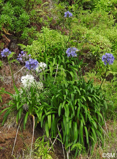 Agapanthus praecox subsp. orientalis