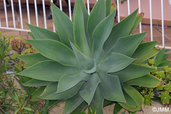 Agave attenuata