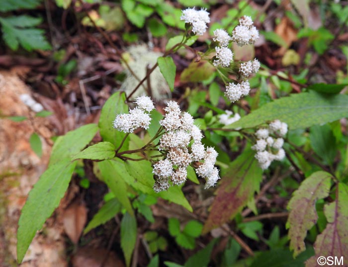 Ageratina adenophora