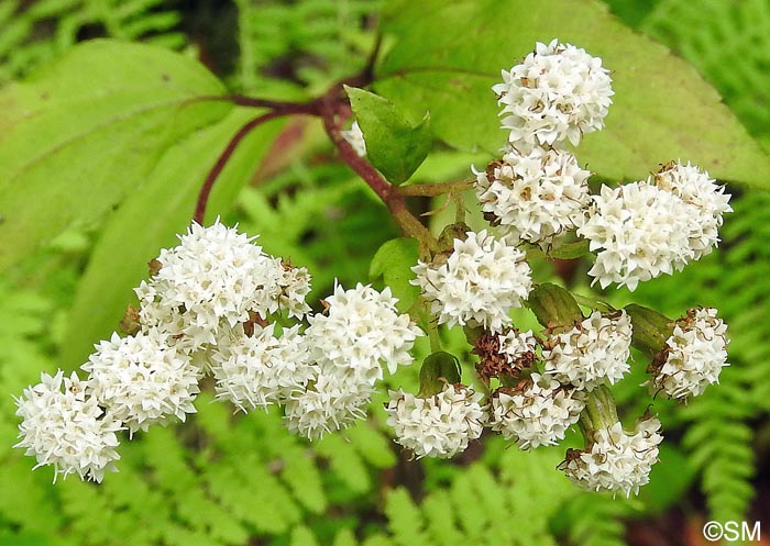 Ageratina adenophora