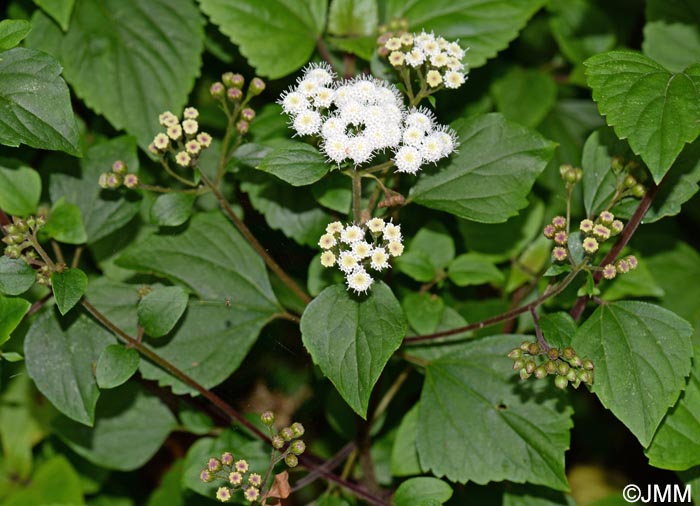 Ageratina adenophora