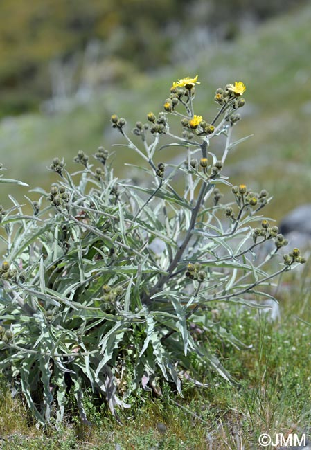 Andryala glandulosa subsp. varia