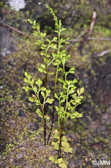 Anogramma leptophylla