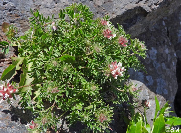 Anthyllis lemanniana