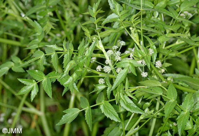 Helosciadium nodiflorum = Apium nodiflorum