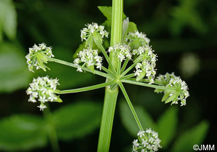 Helosciadium nodiflorum = Apium nodiflorum