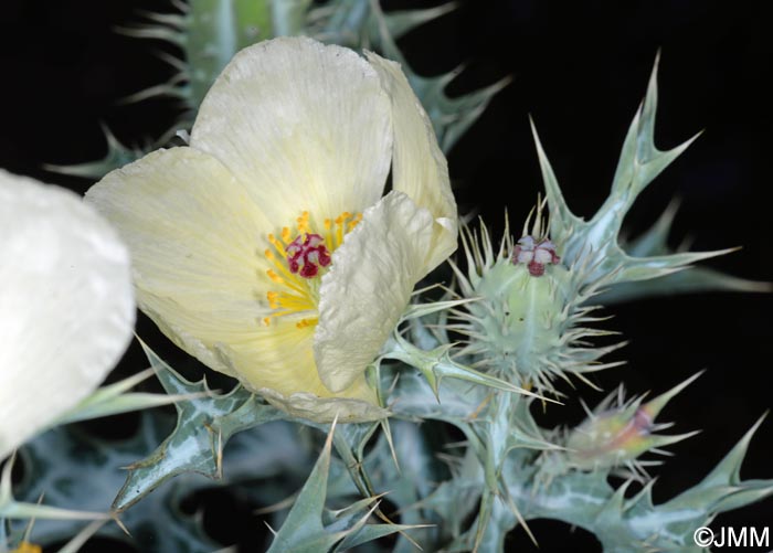 Argemone mexicana